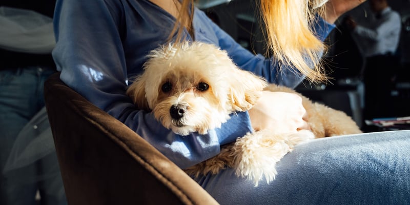 White maltipoo sitting on owners lap