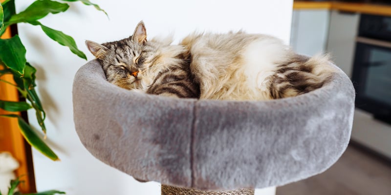 A fluffy cat resting in a tower bed.