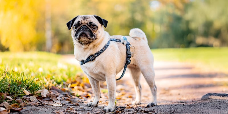 pug with a harness on standing in a park