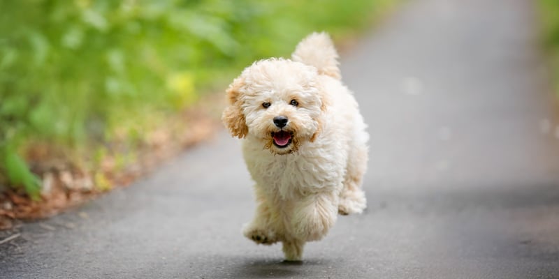 A white maltipoo running on a road.