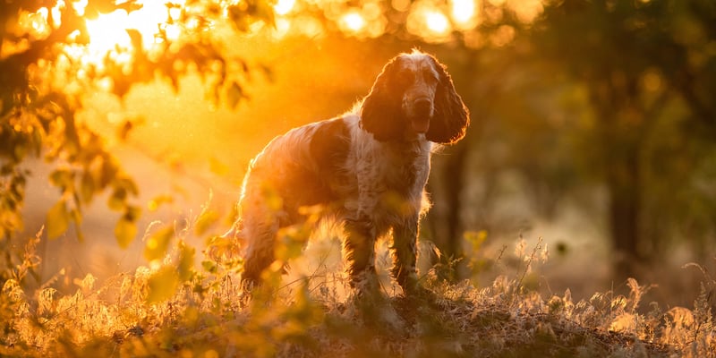 A springer spaniel standing in front of a sunset.