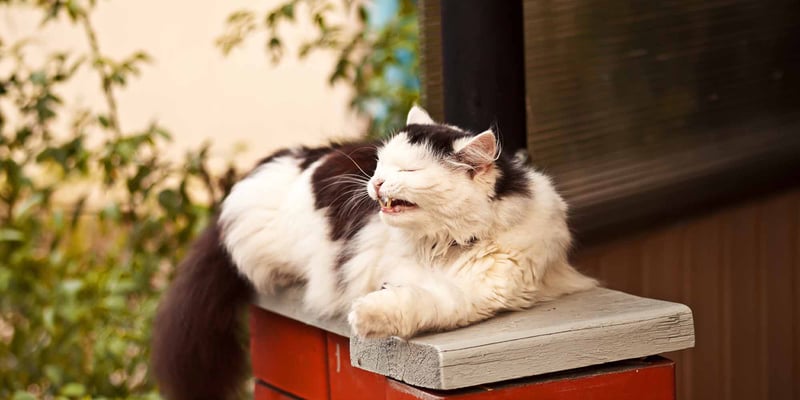 Outdoor cat sneezing