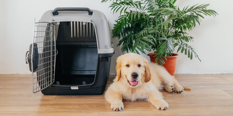 A golden retriever sitting next to a crate.