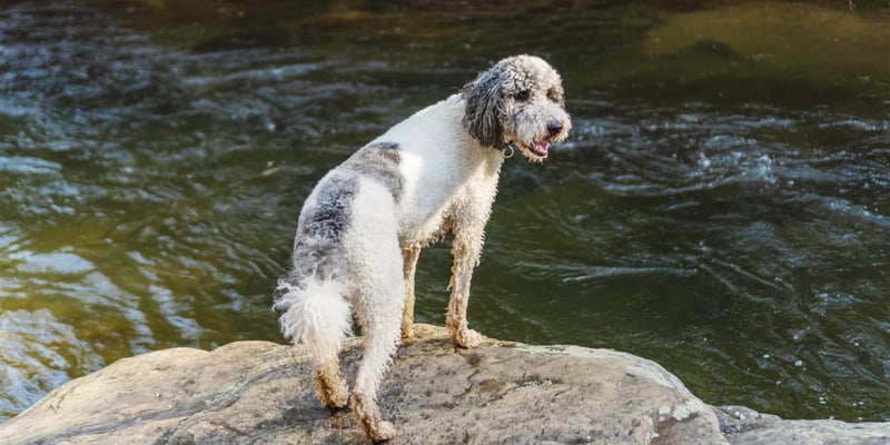 A Labradoodle on a rock.