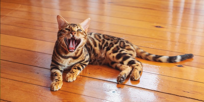 A Bengal cat yawning on wooden flooring.