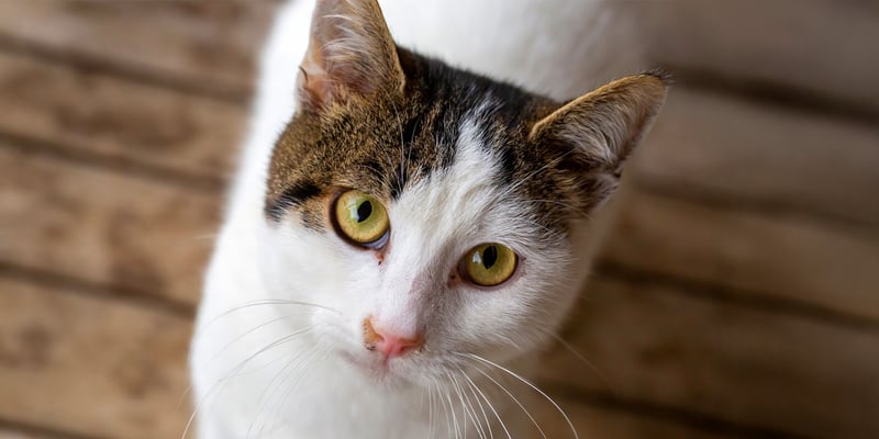 A cat looking upwards.