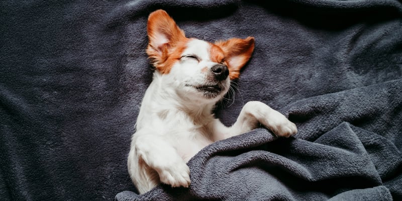 A Jack Russell tucked up in bed and laying on his back.