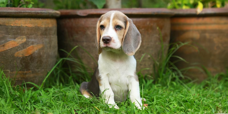 Beagle puppy sitting in front of plant pots on grass