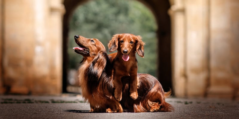 Two dachshunds sitting outdoors.