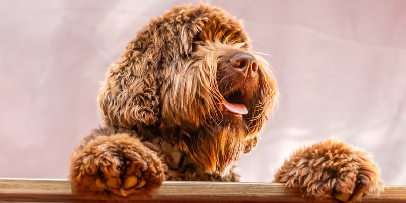 A brown labradoodle standing up.
