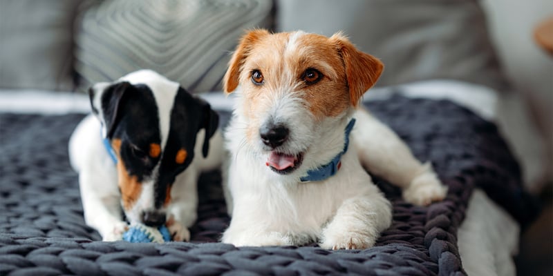 Two Jack Russells laying next to one another on a blanket.