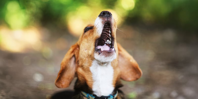 A beagle barking outdoors.