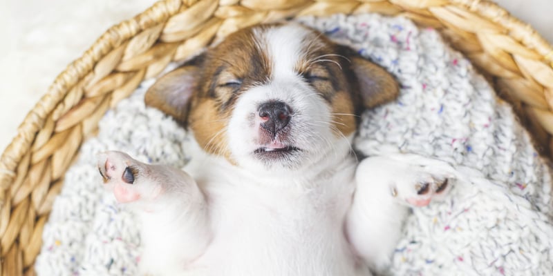 puppy laying on back and sleeping in basket