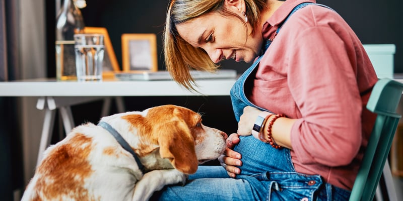 a dog resting on a pregnant lady's bump.