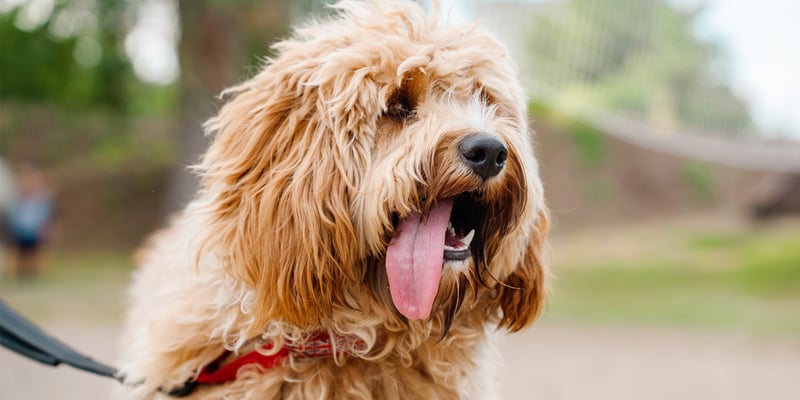 A close up of a light brown labradoodle.