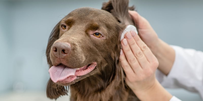 A dog having its ears cleaned