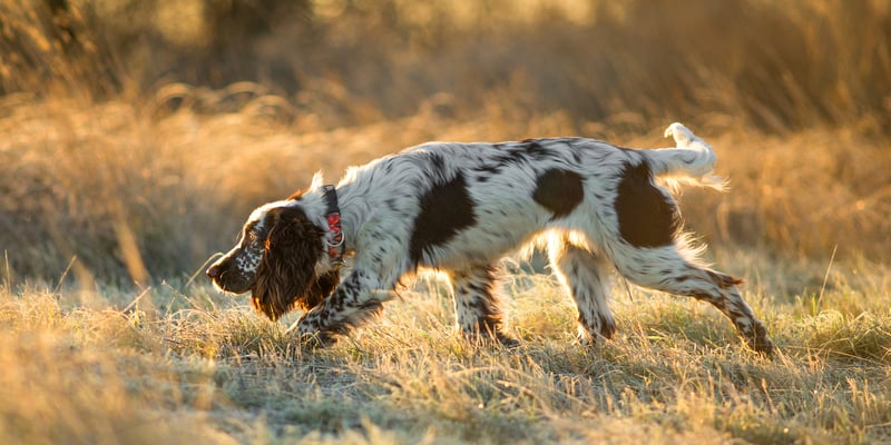 A springer spaniel sniffing around outdoors.