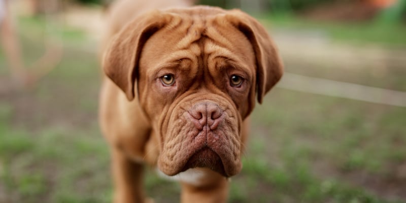 Dogue de Bordeaux looking into the camera 