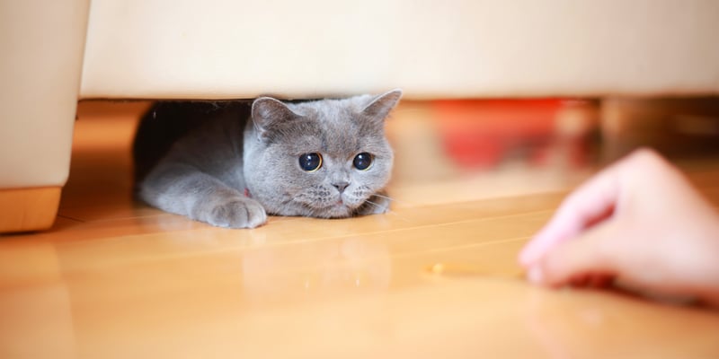 A grey cat coming out from under a sofa for a treat.