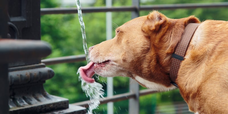 A golden coloured dog drinking from a fountain.