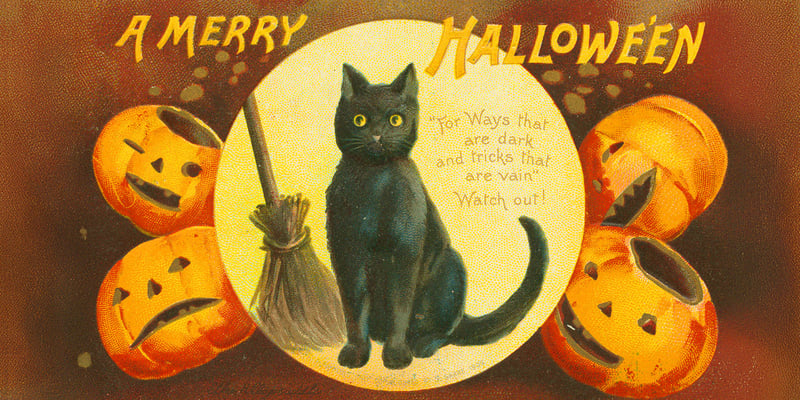 drawing of black cat next to a borrom and surrounded by pumpkins