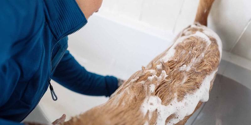 A dog being bathed