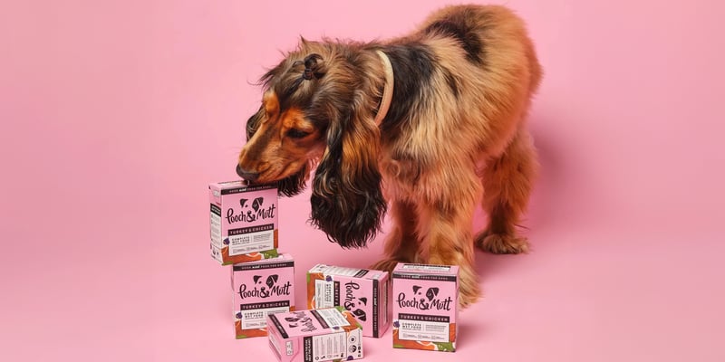 a spaniel puppy sniffing pooch and mutt food boxes