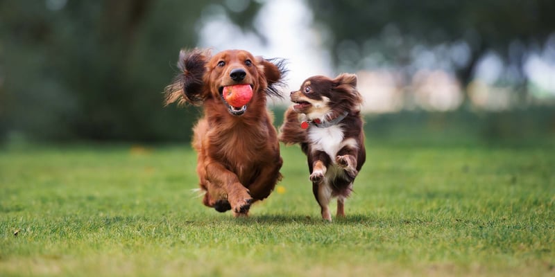 Two happy dogs running