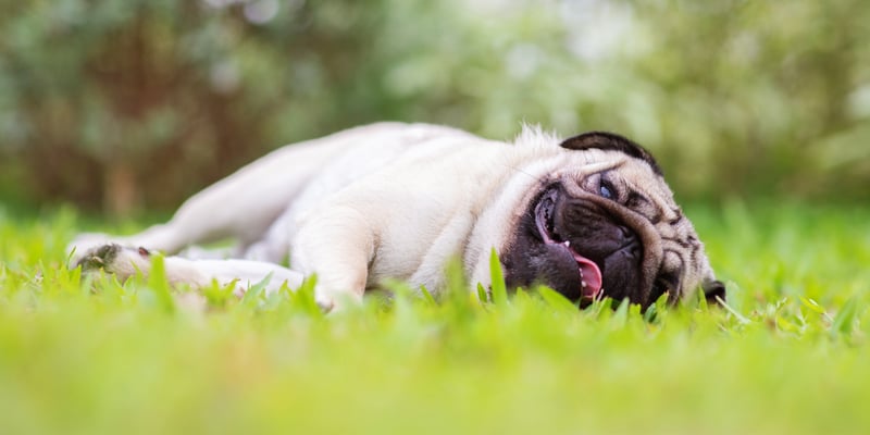 A pug laying down in the grass.