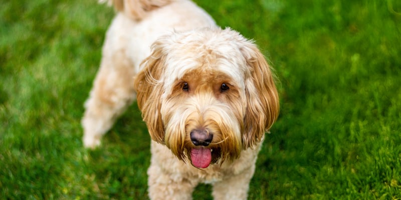goldendoodle standing on grass