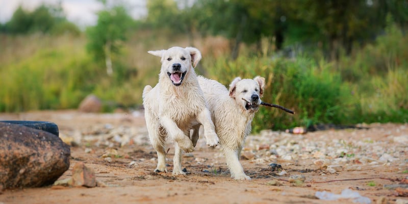 Two golden retrievers playing on the beach.