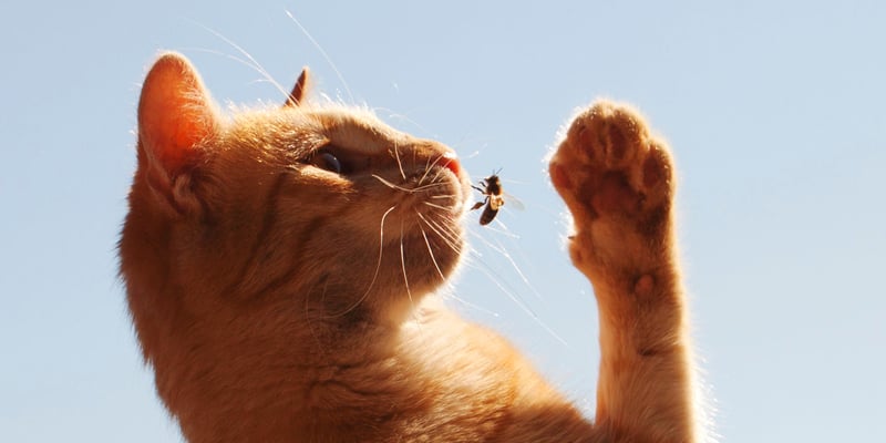 A ginger cat trying to bat away a wasp with his paw