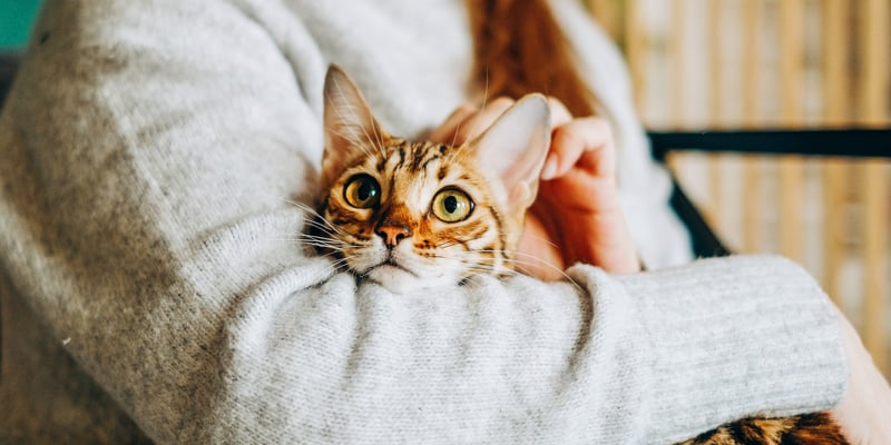 Bengal cat in owners arms