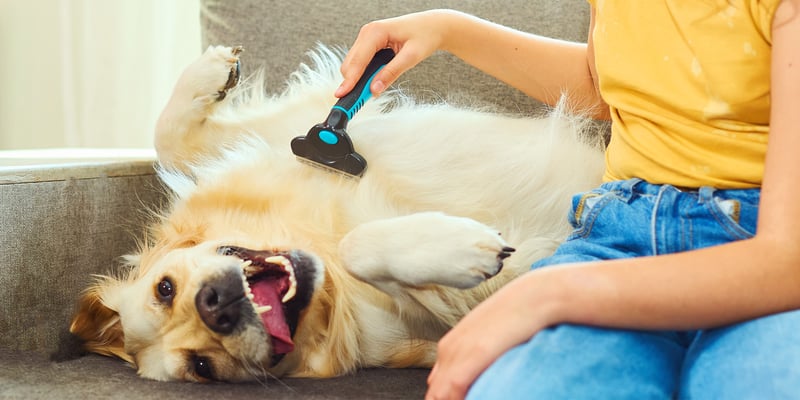A golden retriever laying on his back and being stroked.