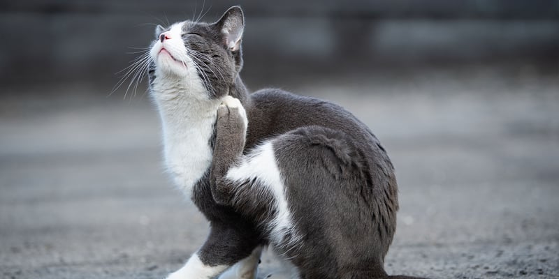 a grey and white cat sitting on the floor itching himself