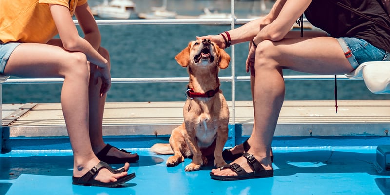 A dog being stroked on a boat.