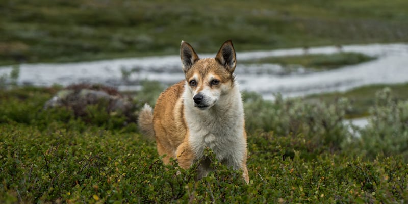 a norwegian lundehund in the grass