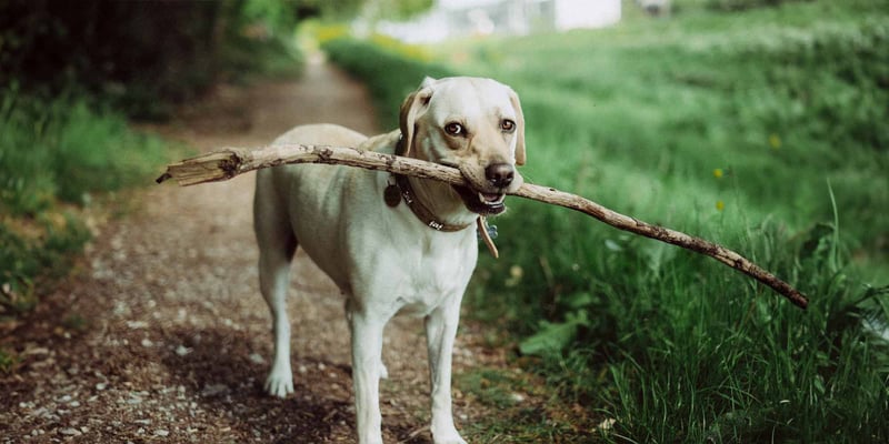 labrador with stick in mouth