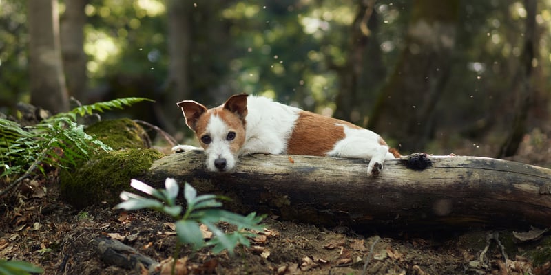 A Jack Russell laying on a log in a forest.