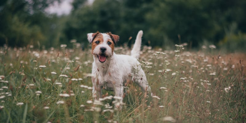 Jack Russell standing with mouth open in field of wildflowers