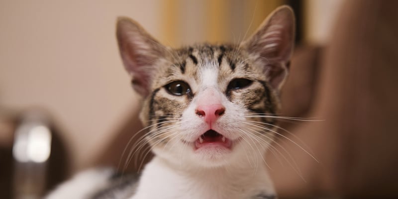 A poorly looking kitten.