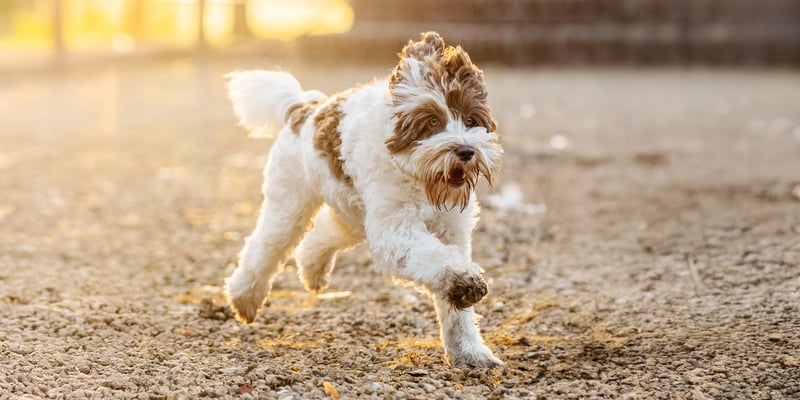 A labradoodle running in dirt.