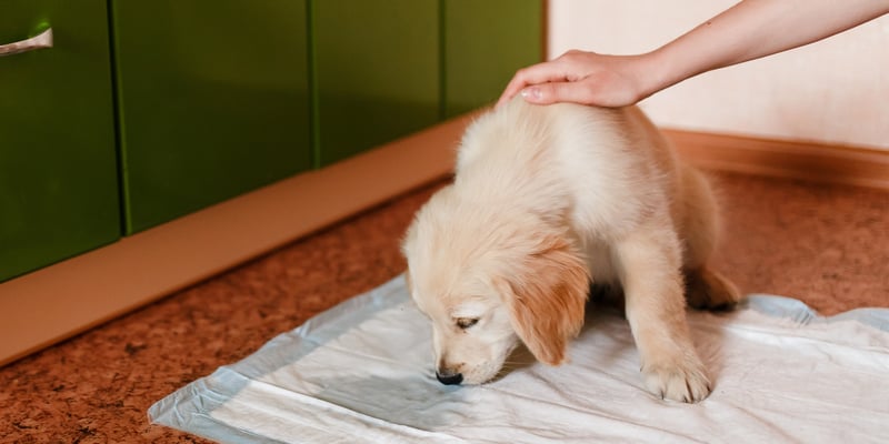 a puppy labrador sniffing his pee mat