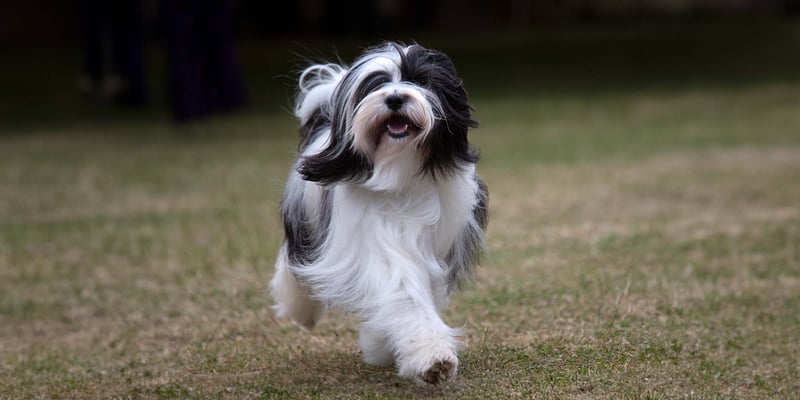 tibetan terrier