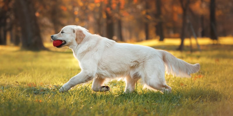 A golden running with a ball in his mouth.