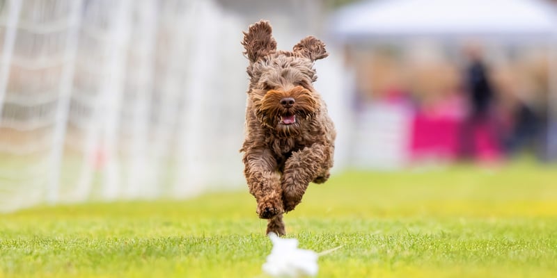 A brown Labradoodle leaping in the air.