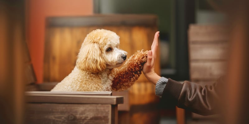 Maltipoo giving paw to owner sitting on bench outside