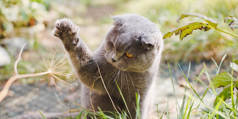 A british shorthair catching a flower.