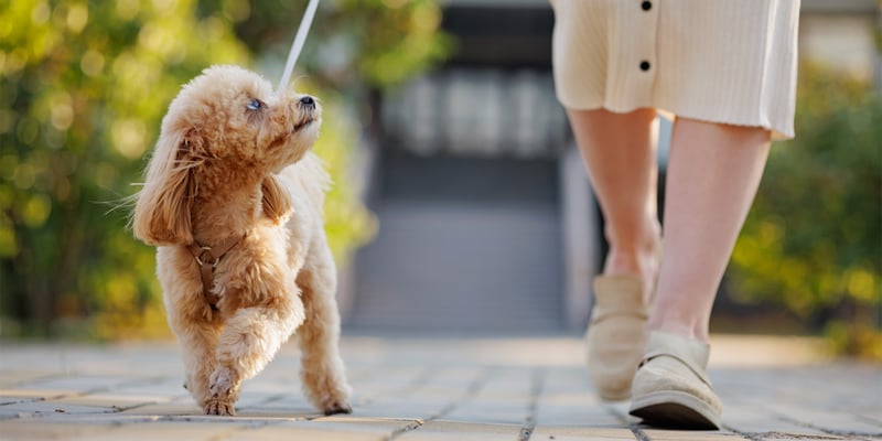 A maltipoo out on a walk looking up at their owner.