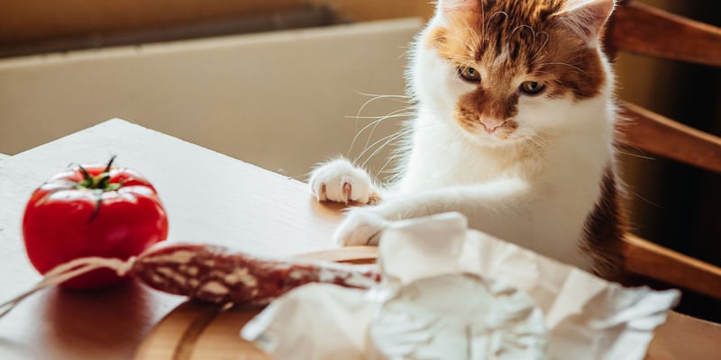 a cat sitting at a table surrounded by a tomato, salami and cheese